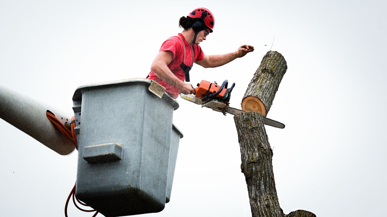usenet and tree removal services in Austin