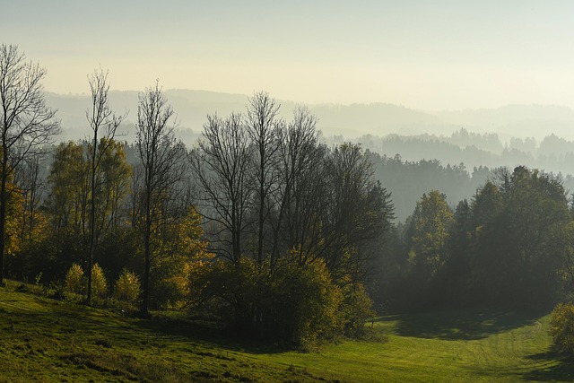 The Evolution of Tree Care: From Usenet Discussions to Modern Arborist Technology The Evolution of Tree Care: From Usenet Discussions to Modern Arborist Technology
